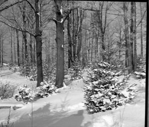 Winter on Campus - January 15, 1939